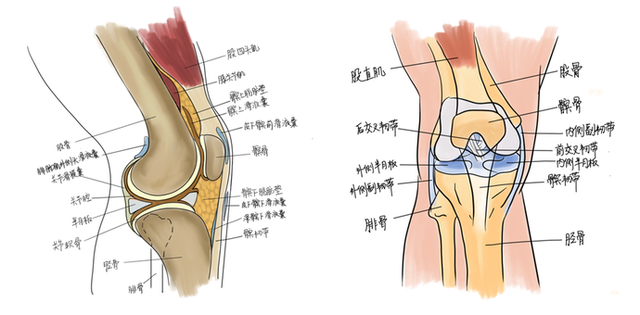 膝关节康复：日常如何保护半月板